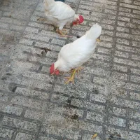 خوروس‌محلی