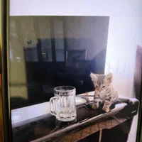 بچه گربه شیطون و با نمک