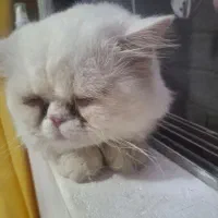 گربه پرشین|گربه|قائم‌شهر, |دیوار
