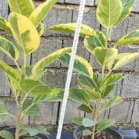 فیکوس التیسما و شرابی|گل و گیاه طبیعی|نکا, |دیوار