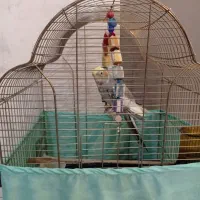 عروس هلندی|پرنده|تهران, وصفنارد|دیوار