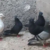 کبوتر سفید و سیاه|پرنده|خورموج, |دیوار