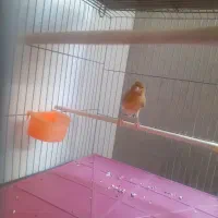 قناری ماده تقریبا اماده کشیده ودرشت کاملاسلامت|پرنده|تهران, توحید|دیوار