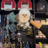 توله پامرانین خرسی کیفیت بالا|سگ|تهران, جنت‌آباد مرکزی|دیوار