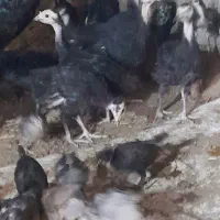 فروش بوقلمون
