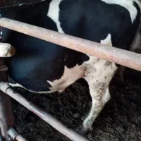 گوساله گوشتی|حیوانات مزرعه|اصفهان, شهرک امام خمینی|دیوار