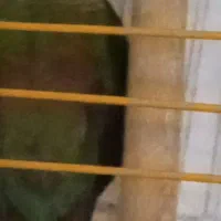 گرینچیک .لوسی وخوابیدنش،و توپ بازی|پرنده|کرج, عظیمیه|دیوار