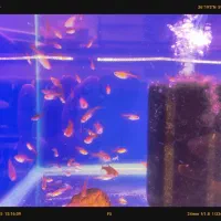 انواع تتراها و ماهیان پلنت با قیمت ویژه گرید بالا|ماهی|مشهد, فاطمیه|دیوار