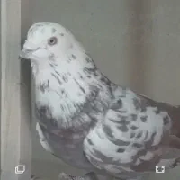 فروش تعدا د۴۰ طوق کبوتر|پرنده|کرج, کلاک بالا|دیوار