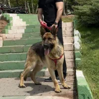 سگ ژرمن