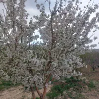 ۱ هکتار ابی  با ۱ ساعت اب  قنات نوبت در هفته