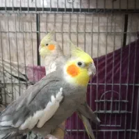 فروش جفت عروس مولد