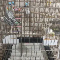 حیوانات|پرنده|شهر ری, سیزده آبان|دیوار