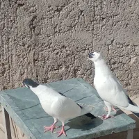 پرنده کبوتر|پرنده|کرمان, |دیوار