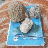 فسیل دریایی