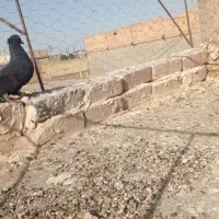 کبوتر دم سفید