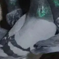 کبوتر مسافتی