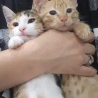 واگذاری فوری گربه نر و ماده