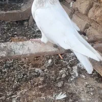 کبوتر ماده کله ای