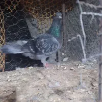 بالاخواف|پرنده|سلامی, |دیوار