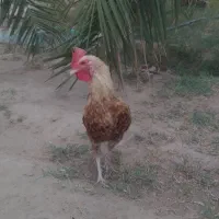 فروش خروس چابهاری