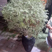 درختچه شمشاد ریز