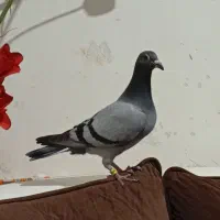 جوجه پلاکی هیچ پر|پرنده|اهواز, منبع اب|دیوار