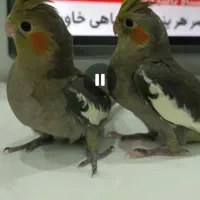 عروس هلندی