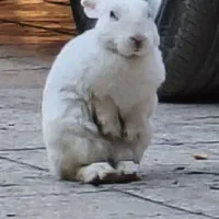 خرگوش لوپ پشمالو|موش و خرگوش|اهواز, اسلام آباد غربی|دیوار