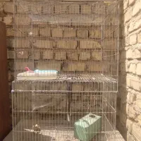قفس سهره