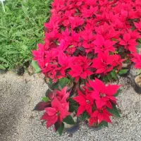 گلخانه نخصصی پاچیرا ،شیدان