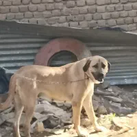 فروش سگ پژدر