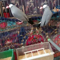 تعدادی پرنده...