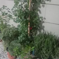 قرص کود گلدانی|گل و گیاه طبیعی|مینودشت, |دیوار