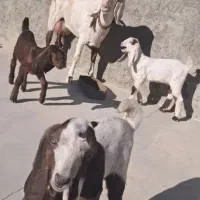 بز سه قلو زاه