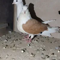 دوکت تمیز سرحال