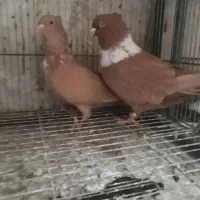 نرماده‌جفتگاه‌اس