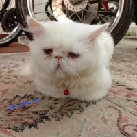 ۴عدد گربه پرشین،سیامی وبرتیش