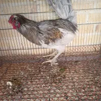 خروس محلی|حیوانات مزرعه|هشتگرد, شهرک وحدت|دیوار