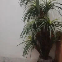 گل و گلدان