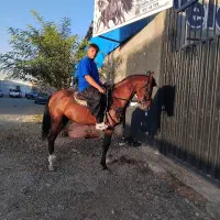 باشگاه سوار کاری صدرا شهرری