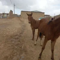 یه دونه نوزین با قاطر|اسب و تجهیزات اسبسواری|کوهدشت, |دیوار