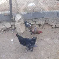 حیوانات مزرعه|حیوانات مزرعه|سوق, |دیوار