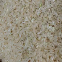 برنج کامفیروزی به شرط پخت و تضمین