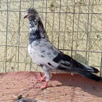 کبوتر پاکستانی تیدی|پرنده|بندرعباس, |دیوار