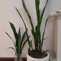 گل سانسوریا