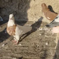 کفتر|پرنده|شیراز, شیخ علی چوپان|دیوار