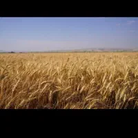 زمین زراعی