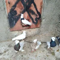 طوقی سیاه|پرنده|گالیکش, |دیوار