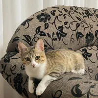 واگذاری رایگان گربه D sh|گربه|رشت, گلسار|دیوار